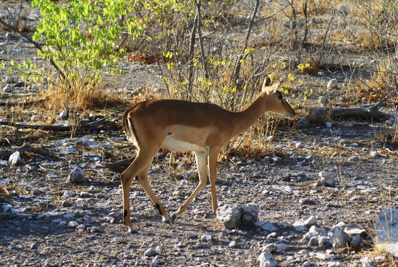 p (700).JPG - Impala                     